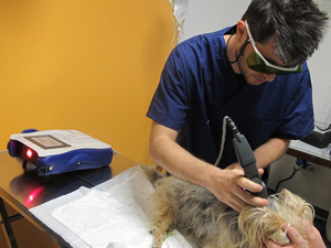 laserterapia veterinaria